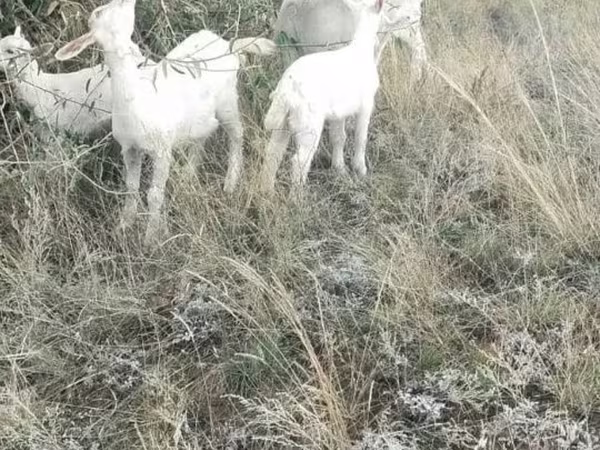 Goat, Alpine goat