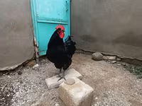 Chickens — الصورة 3