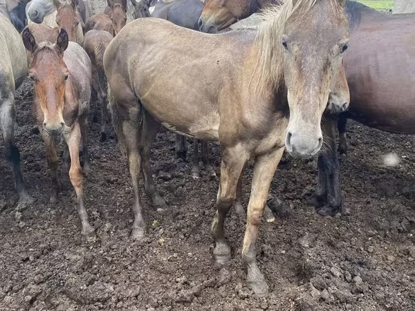 Madyan, Atlar