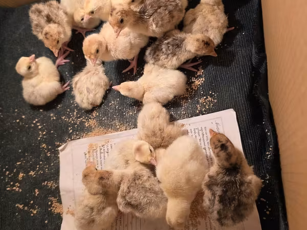 Turkeys — Azerbaijan