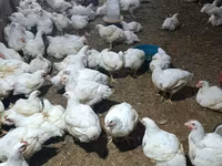 Chickens — photo 2
