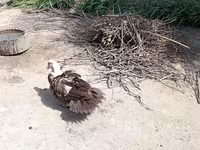 Domestic Muscovy — photo 3