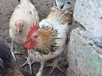 Chickens — photo 4