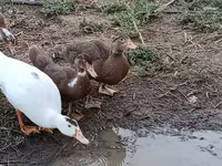 Ducks — photo 5