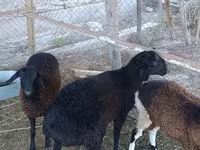 Ram, Sheep — photo 1