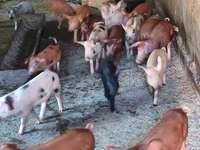 Säue, Schweine — Foto 2