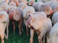 Sheep, Sheep — photo 6