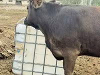 Vaca, Ganado vacuno — foto 5