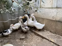 德国北京鸡 — 照片 2