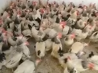 Chickens — foto 2