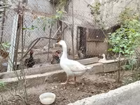 Geese — photo 1
