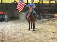 حصان, Standardbred — الصورة 4