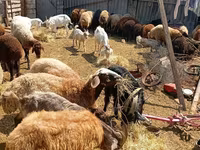 Qoyunlar (partiya, cinsi göstərilməyib), Qoyunlar — foto 2