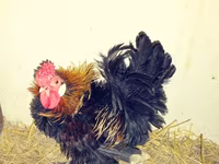 Chickens — photo 7