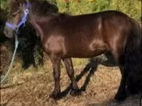 Caballo, Dutch warmblood horse — foto 2