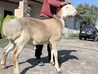 Baran, Arashan sheep — zdjęcie 1