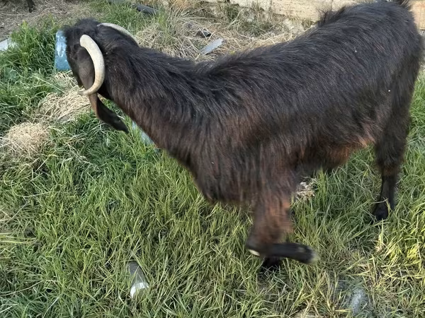 Goats (batch, sex not specified), Goats