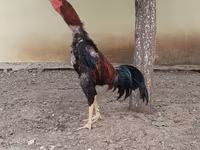 Chickens — photo 1