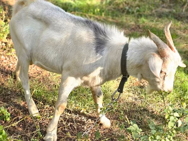 Cabro, Nubian Goat