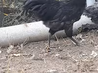 Australian Pit Game fowl — photo 7