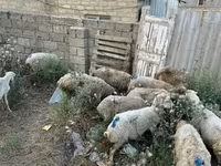 Qoç, Qoyunlar — foto 3