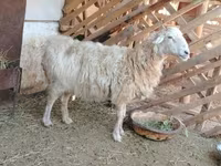 Beran, Kazakh fat-tailed coarsewool sheep — foto 2