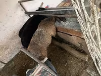 Ovce, Blackheaded Persian sheep — foto 5