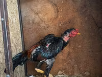 Chickens — foto 2