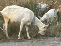 İnək, Mal-qara — foto 6
