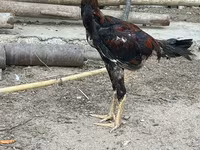 Australorp — Foto 2