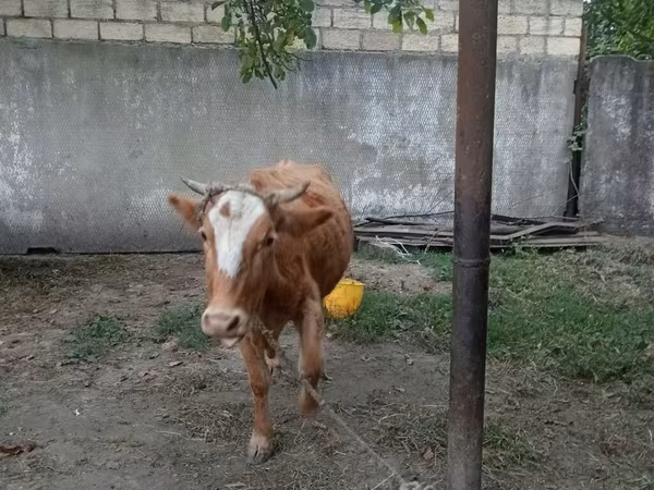 بقرة, الياك البري