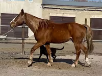 At, Kustanai horse — foto 2