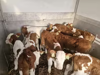 Bulle, Simmental cattle — Foto 1