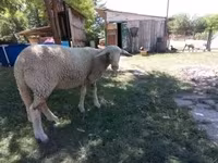Ovce, Lacaune sheep — foto 2