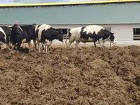 Cow, Russian Black pied cattle — photo 1