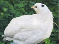 إنجليش وايت — الصورة 2