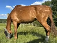 Yegua, Polish pony — foto 4
