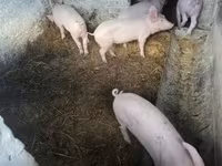 Чочколор (партия, жынысы көрсөтүлгөн эмес) — сүрөт 4