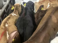 Bull, Cattle — photo 2