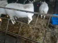 मेढ़ा, Dorper sheep — फ़ोटो 1