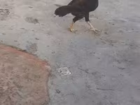 Chickens — الصورة 2