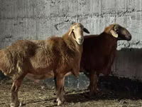 Widder, Edilbay sheep — Foto 2