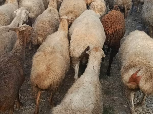 Sheep, Sheep — Azerbaijan
