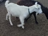 Cabra, Alpine goat — foto 2