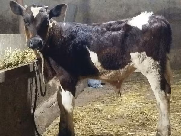 Buğa, Simmental cattle — Azərbaycan