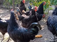 Chickens — photo 5