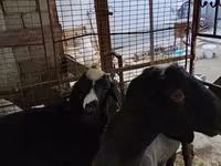 Carneiro, Blackheaded Persian sheep — foto 3