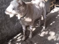 Goats (batch, sex not specified), Goats — photo 5