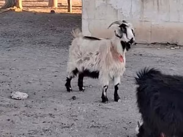 Kozel, Kozy