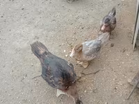 Ducks — 照片 2